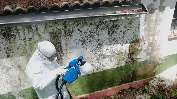 Trusted Mold Removal service in Ashland, KY - Cheap Mold Removal